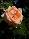 %_tempFileName125-r5984-20260517-0564%