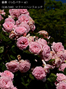 %_tempFileName136-r6623-20260517-0426%