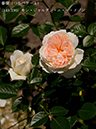 %_tempFileName140-r7059-20260517-1164%