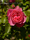 %_tempFileName150-r7555-20260517-1035%