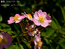 %_tempFileName160-r8196-20260517-0904%