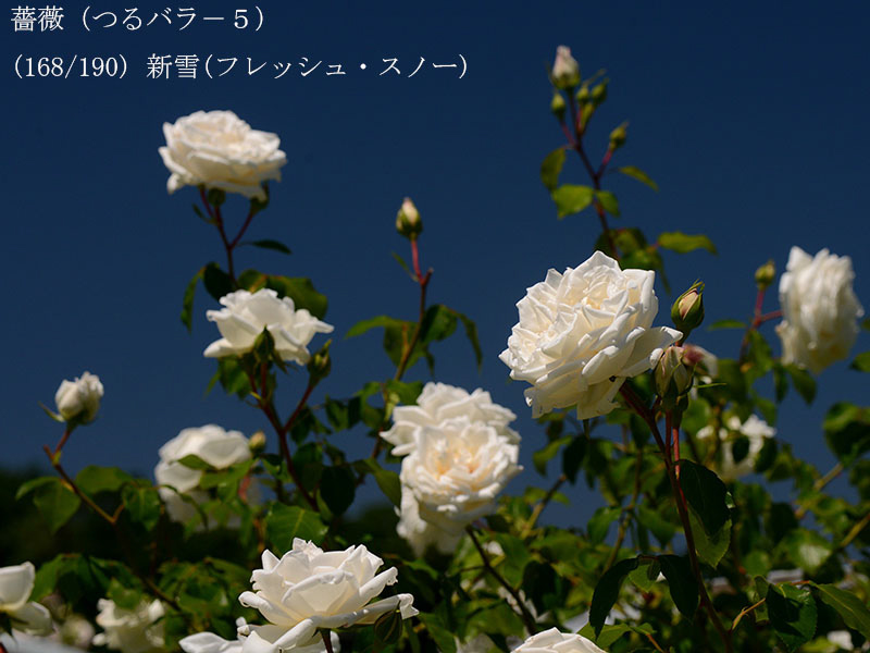 %_tempFileName168-r8446-20260530-1200%