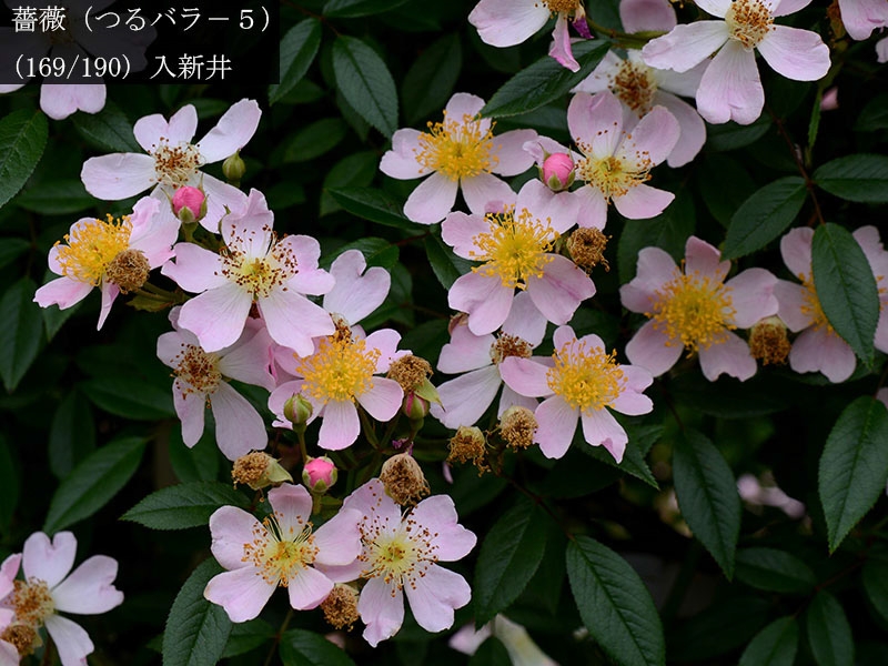%_tempFileName169-r8522-20260523-1594%