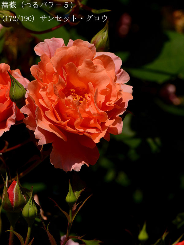 %_tempFileName172-r8612-20260517-0502%