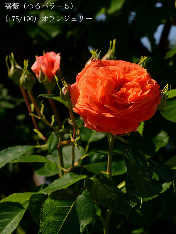 %_tempFileName175-r8646-20260517-0511%