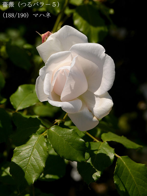 %_tempFileName188-r9398-20260517-1122%