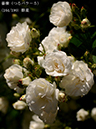 %_tempFileName164-r8355-20260517-1098%