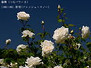 %_tempFileName168-r8446-20260530-1200%