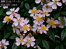 %_tempFileName169-r8522-20260523-1594%