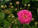 %_tempFileName177-r8871-20260508-0589%