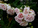 %_tempFileName178-r9043-20260523-1664%