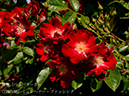 %_tempFileName179-r9214-20260517-0833%