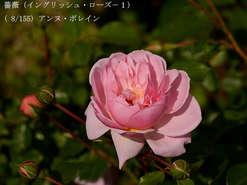 %_tempFileName008-r0553-20260513-1734%