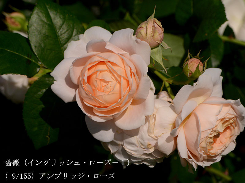 %_tempFileName009-r0571-20260505-0737%