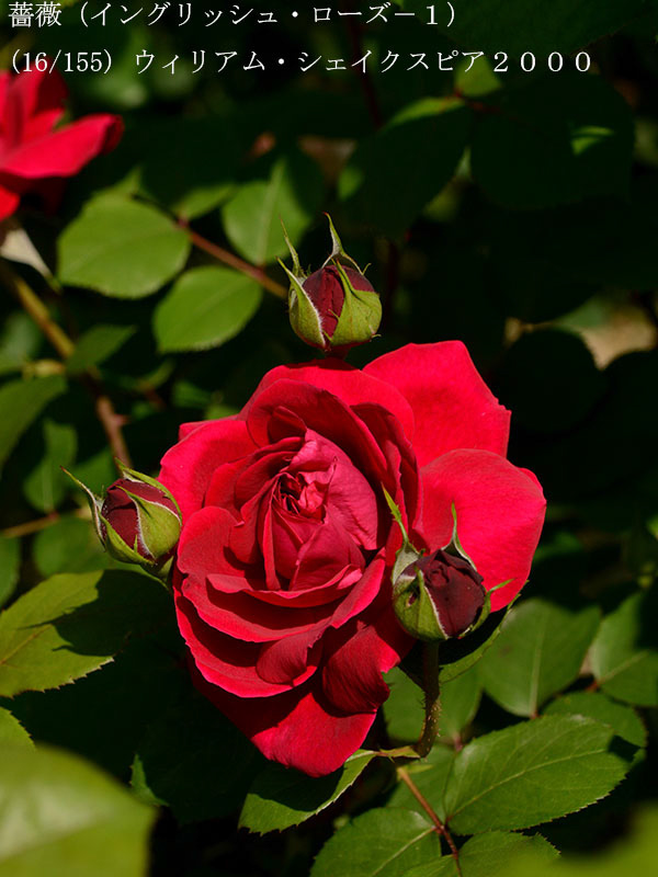 %_tempFileName016-r0827-20260513-1303%