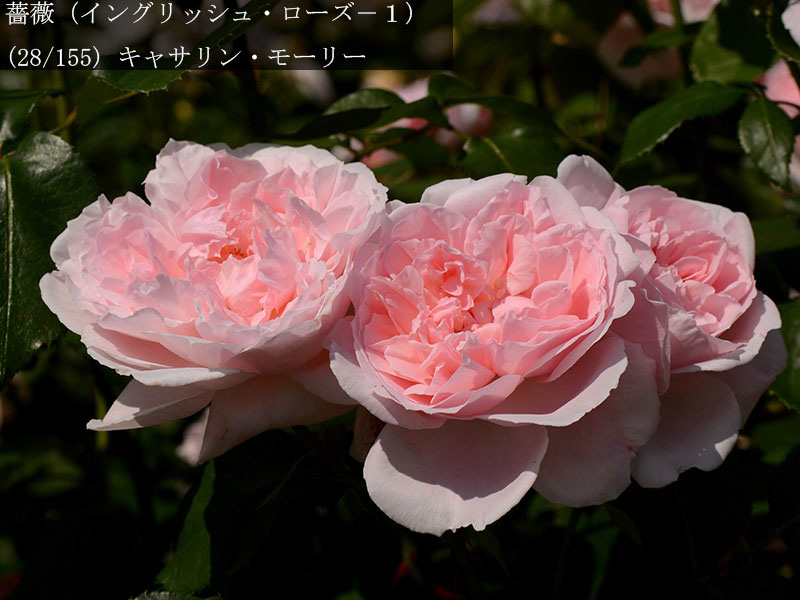 %_tempFileName028-r1614-20260513-1466%