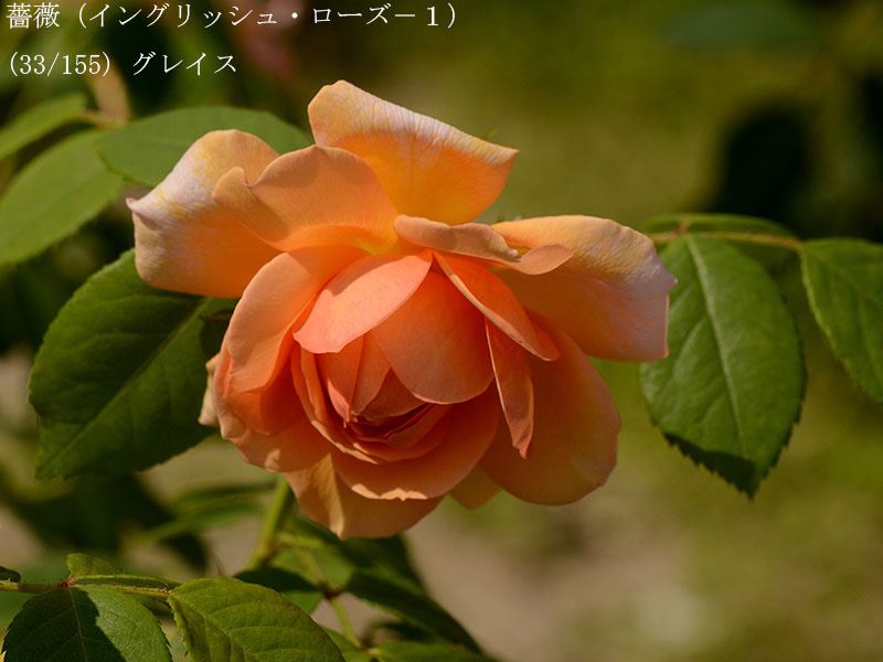 %_tempFileName033-r1918-20260513-1752%
