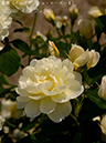 %_tempFileName012-r0669-20260513-1668%