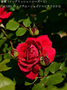 %_tempFileName016-r0827-20260513-1303%