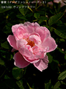 %_tempFileName019-r0861-20260513-1782%