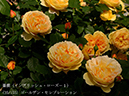 %_tempFileName035-r2111-20260512-0282%