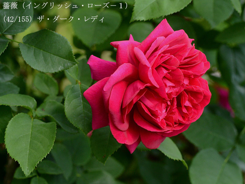%_tempFileName042-r2343-20260513-1904%