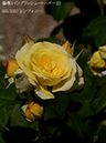 %_tempFileName065-r3121-20260513-1227%