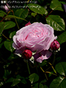 %_tempFileName072-r3375-20260513-1238%
