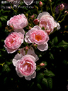 %_tempFileName073-r3460-20260505-2057%