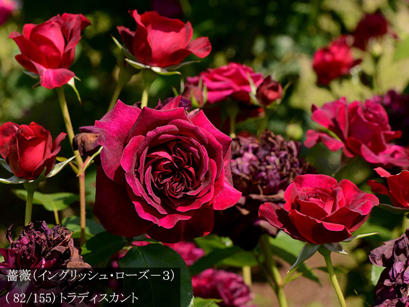 %_tempFileName082-r4173-20260513-1337%