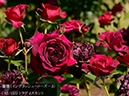 %_tempFileName082-r4173-20260513-1337%