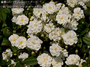 %_tempFileName099-r5427-20260513-1381%