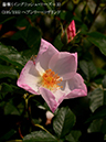 %_tempFileName105-r5887-20260513-1487%