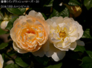 %_tempFileName118-r6897-20260513-1305%