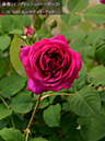 %_tempFileName119-r6917-20260513-1786%