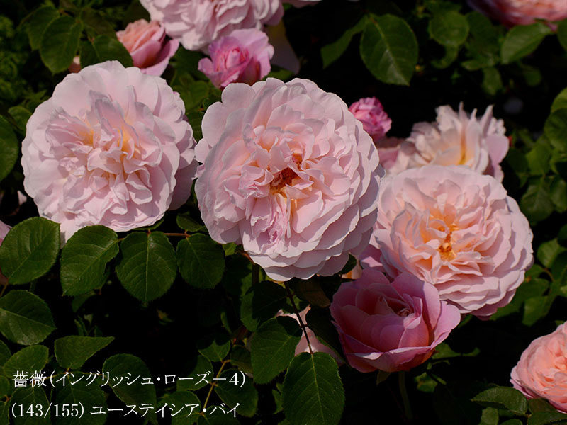 %_tempFileName143-r8905-20260516-0272%