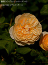 %_tempFileName136-r7737-20260513-1448%
