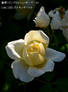 %_tempFileName146-r9240-20260517-0056%