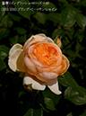 %_tempFileName153-r9472-20260513-1471%