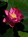 %_tempFileName0-005-h0037-20260621-0082%