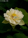 %_tempFileName0-053-h0896-20260616-0272%