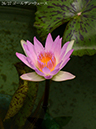 %_tempFileName0-026-n0272-20260618-0509%