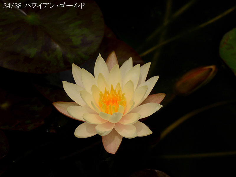 %_tempFileName0-134-n1158-20260616-0460%