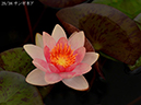 %_tempFileName0-125-n1107-20260623-0506%